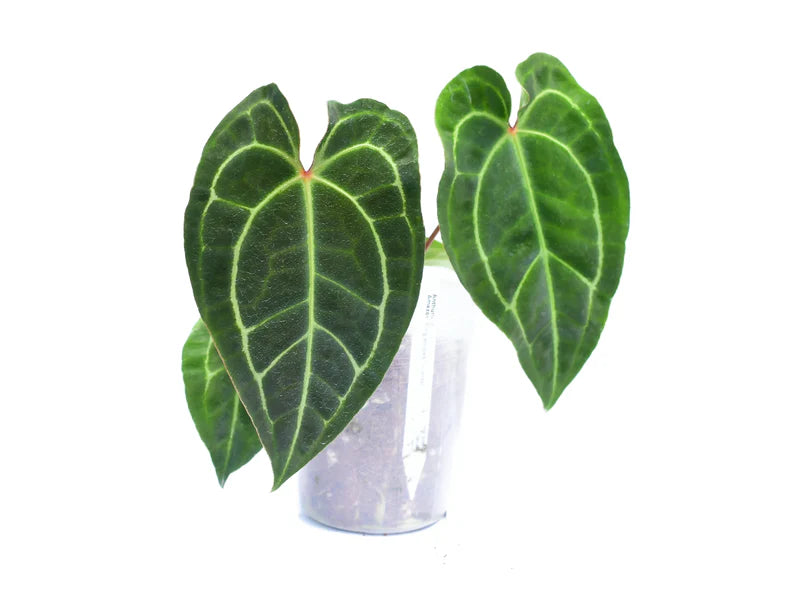 Anthurium Amazon King Stripes 'Inverse crossing