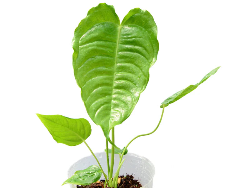ANTHURIUM VEITCHII seedlings