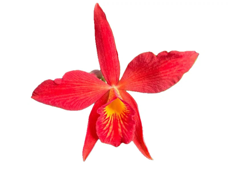 Orchid Brassocattleya Edna