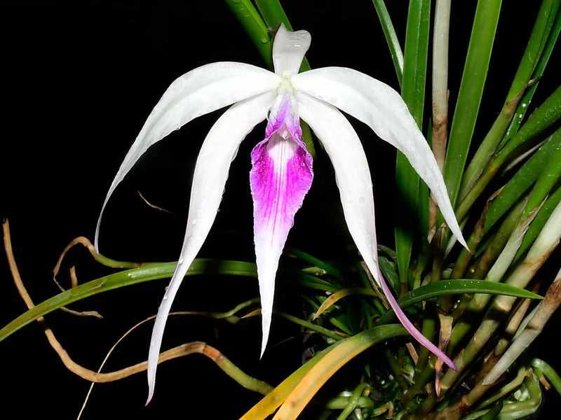 Orchid Brassocattleya Ivan Portilla Camila
