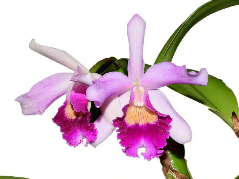 Cattleya Big Leaps orchid