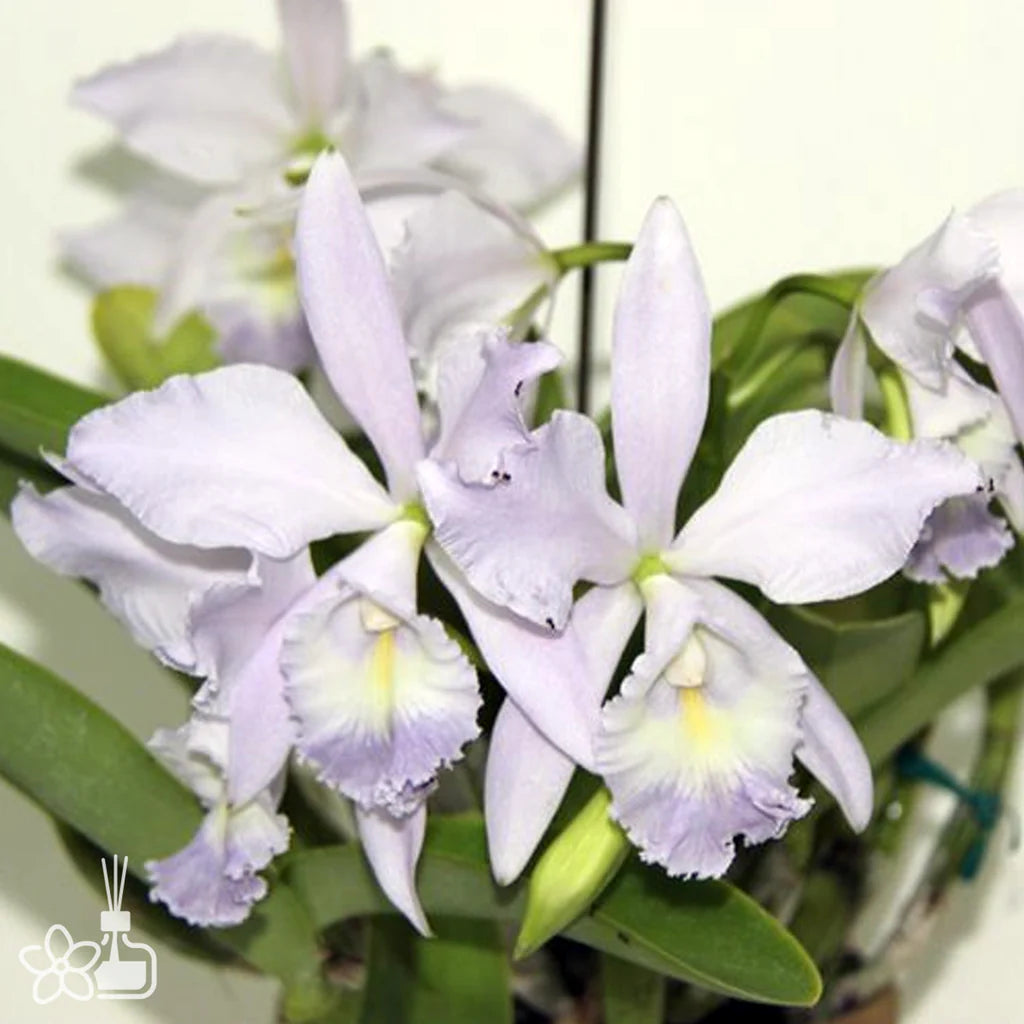 Cattleya Sea Breeze 'Fellwrath's Pride' orchid