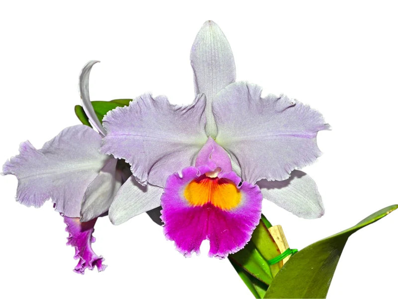 Cattleya Amanecer orchid