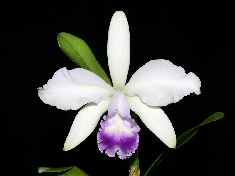 Cattleya Enchantress (1914) f. Coerulea orchid