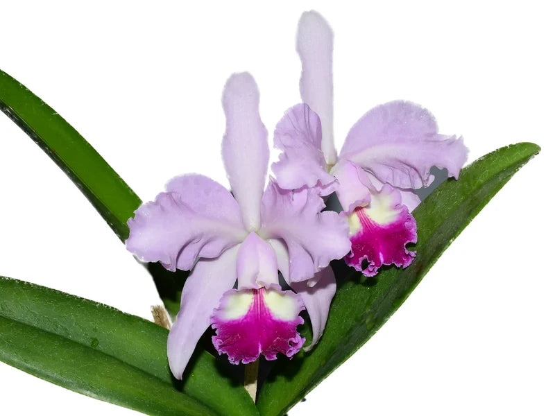 Cattleya Kiss Me 6 in orchid