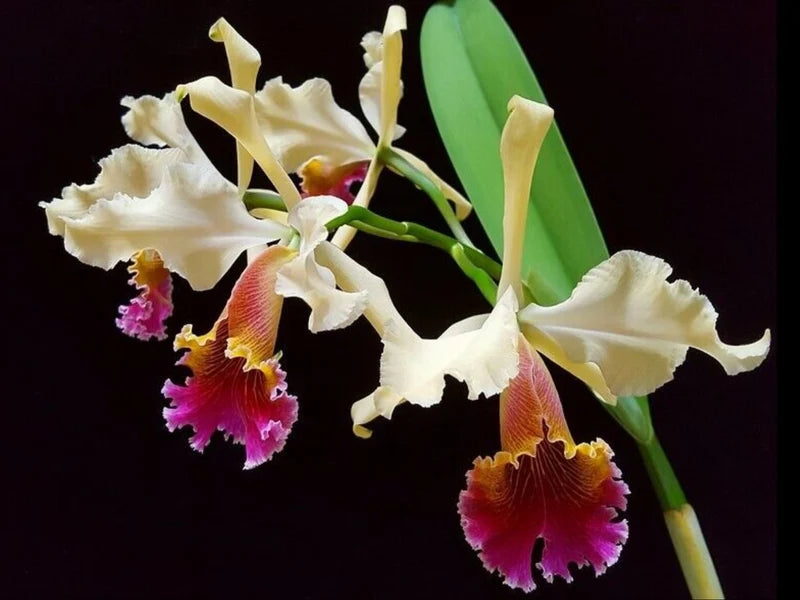 Cattleya Marilyn Lew 6in orchid