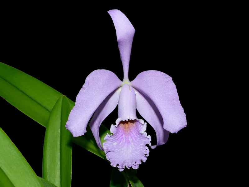 Cattleya Milo (1910) f. Coerulea 6 in orchid