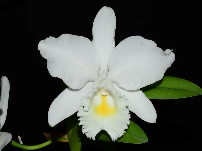 Cattleya Monita Andina 6 in orchid