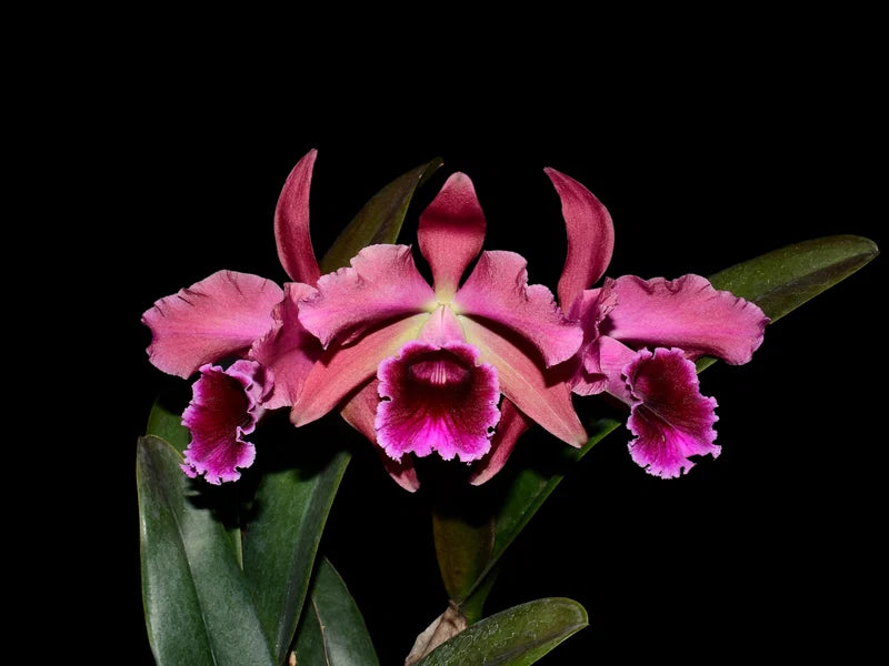 Cattleya Pauline Portilla 6 in orchid