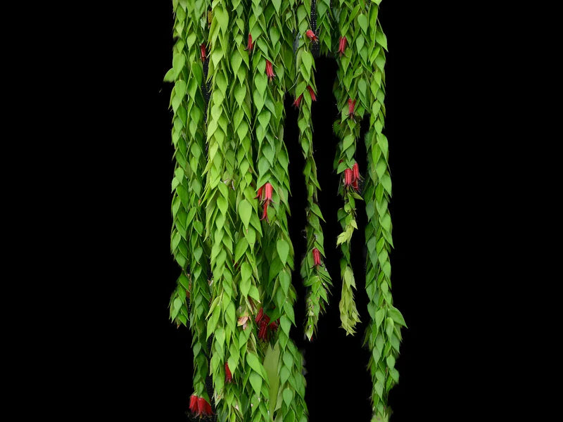 Ceratostema Loucianae