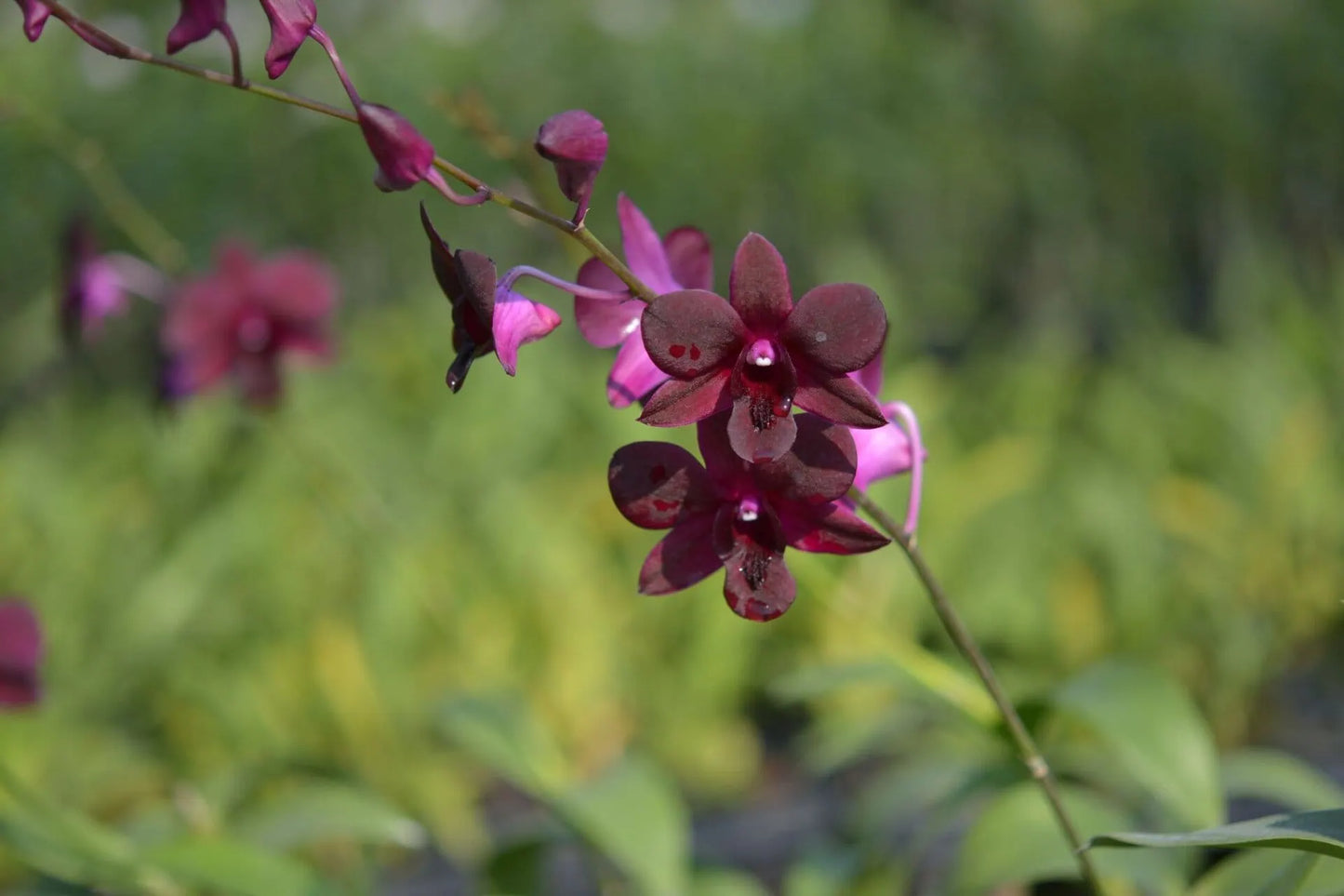 Dendrobium Black Jelly orchid