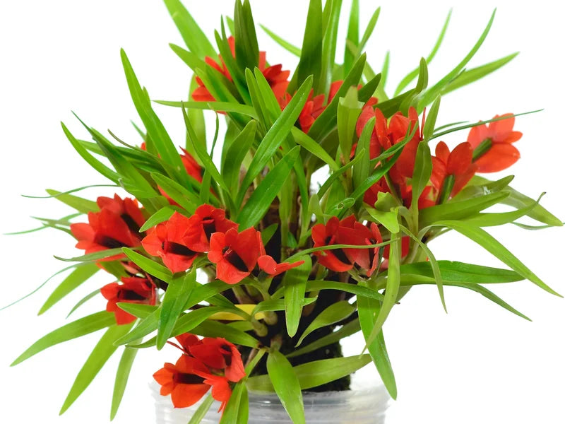 Dendrobium vexillarius f. Red 4 in orchid