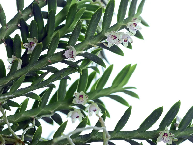 Dichaea Ancoraelabia