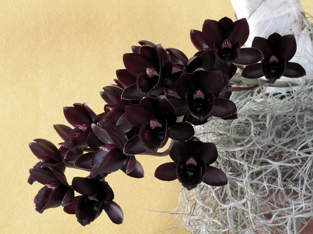 Fdk. (Catasetum) After Dark 'SVO Black Pearl' orchid
