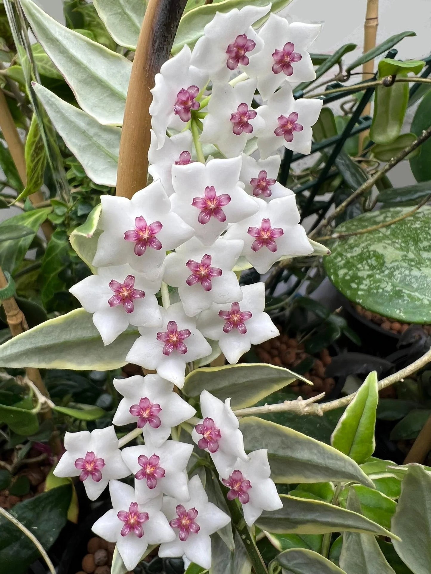 Hoya bella albomarginata (Outer Variegated)