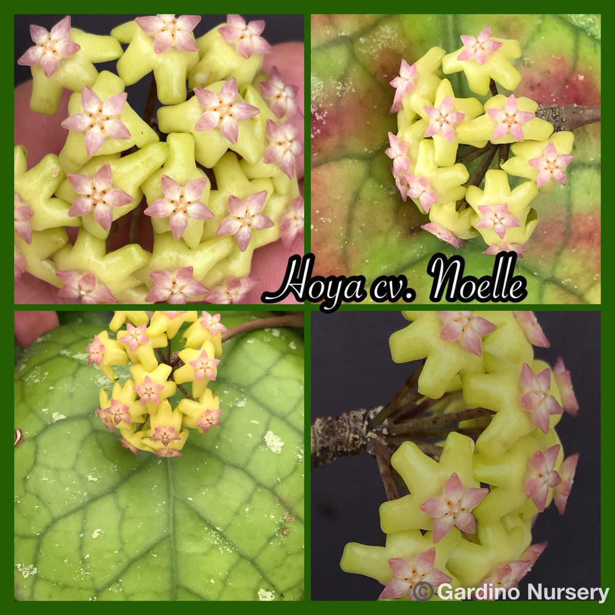 Hoya cv. Noelle