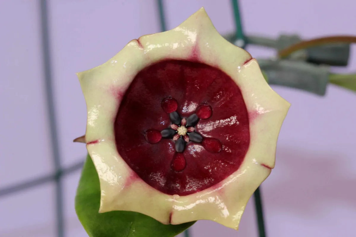Hoya sp. Kalimantan SLM02 | wallichii Red