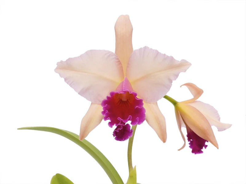 Rhyncatlaelia Nina Bonita