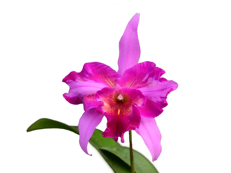 Laeliocattleya Jhoenmy Hermo 6 in orchid