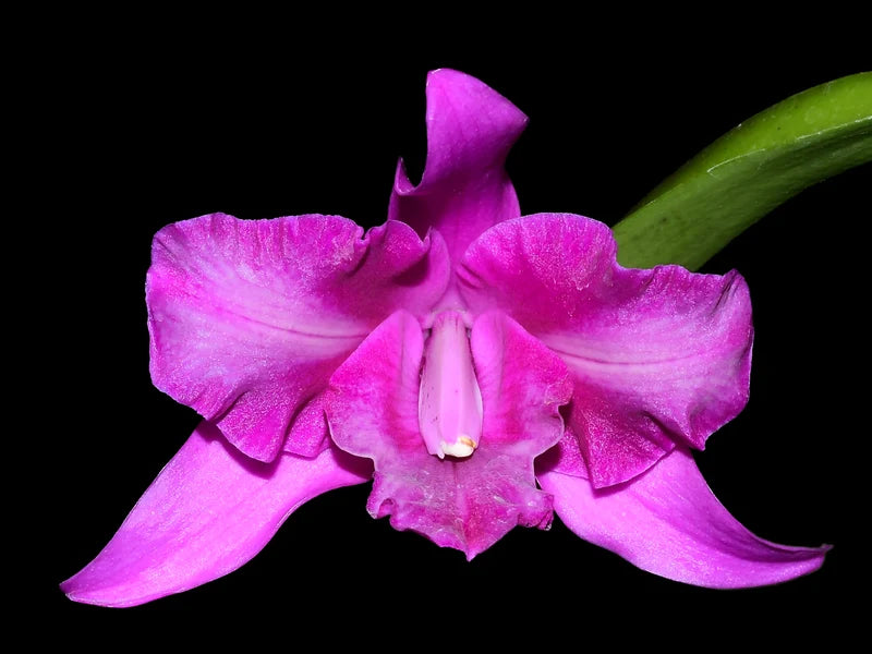 Laeliocattleya Maria 4in orchid