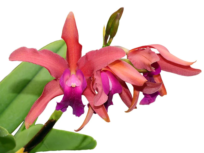Laeliocattleya Scott Blount
