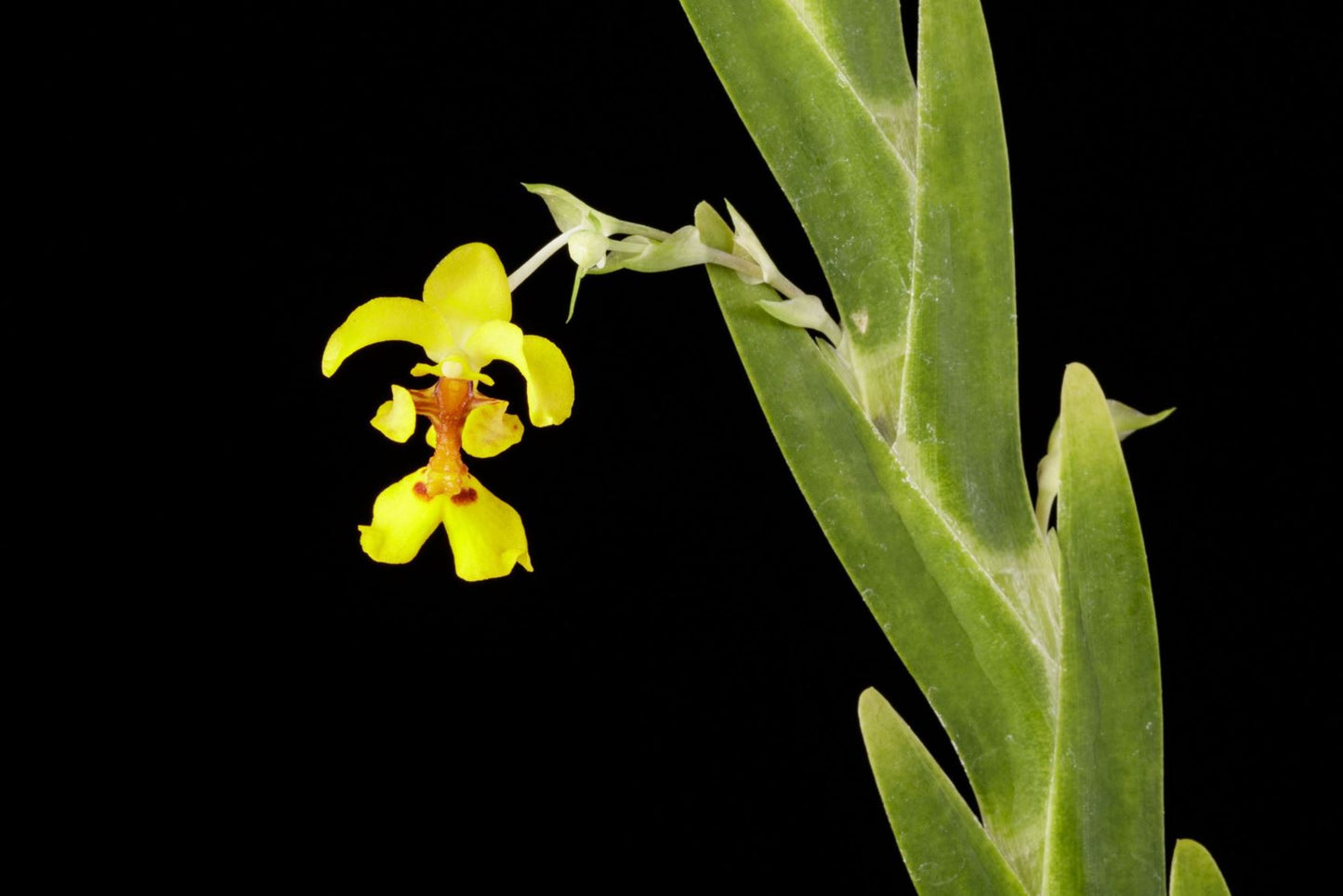 Lockhartia oerstedii orchid