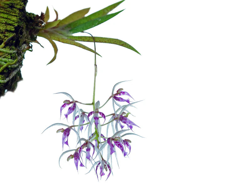 Macroclinium Bicolor