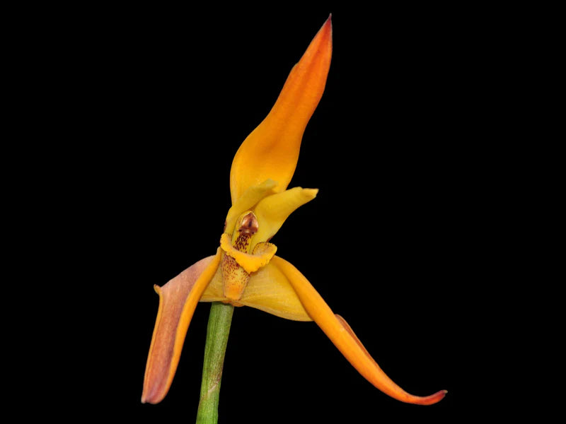 Maxillaria Pepe Portilla orchid
