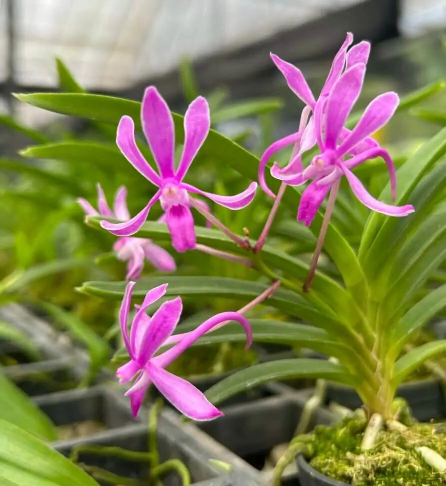 Neofinetia falcata, pink form XL Size (MOUNTED)