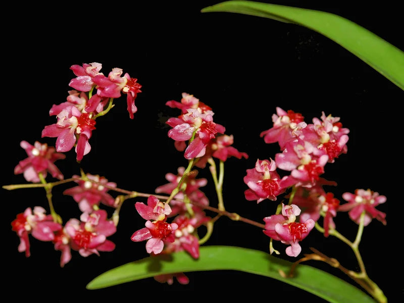 Oncidium " Red Twinkle" Variegated