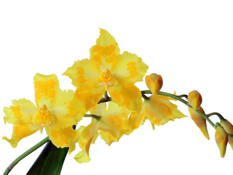 Oncidium George McMahon Fortuna