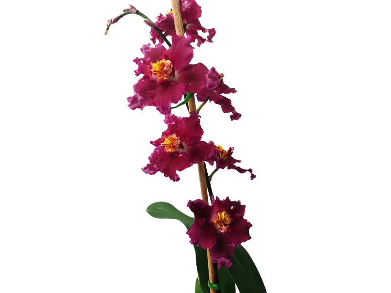 Oncidium Hybrid Gualaceo Spring