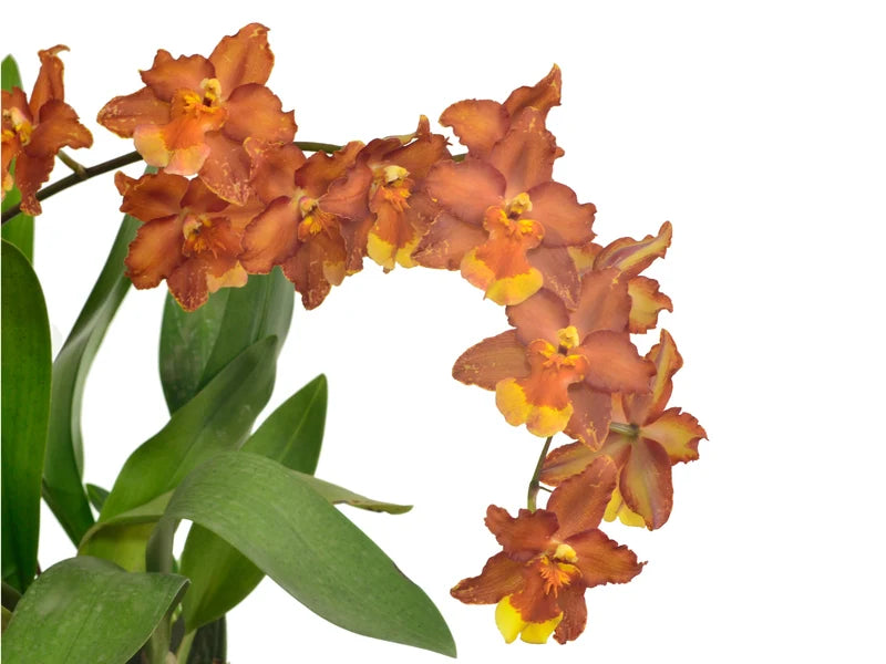 Oncidium Hilda Plumtree Purple Wings BM/13 WOC