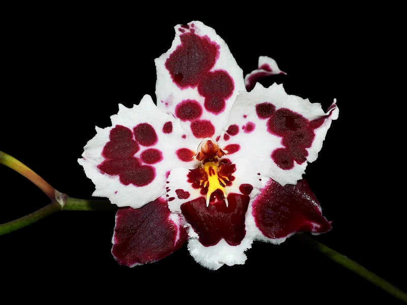 Oncidium Nationhood Pink Brillante