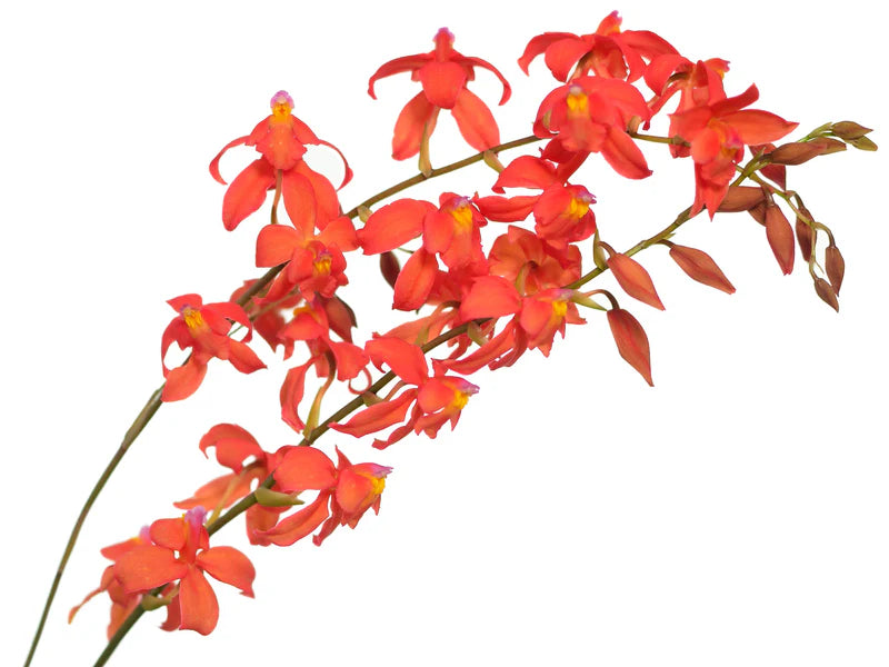 Oncidium noezlianum orchid