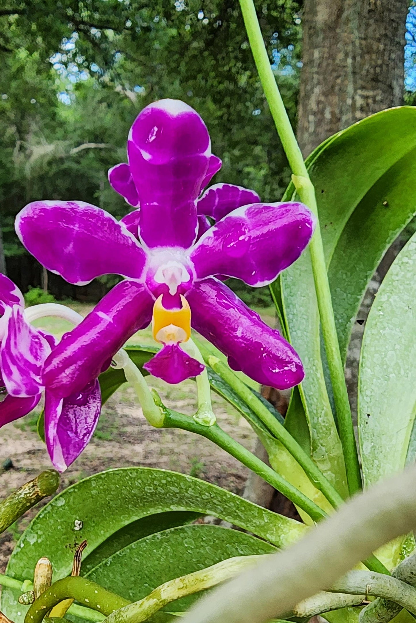 Phal. pulchra SEEDLING orchid