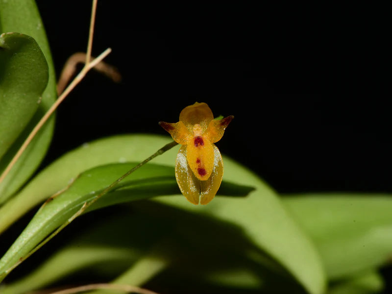 Platystele Aurea