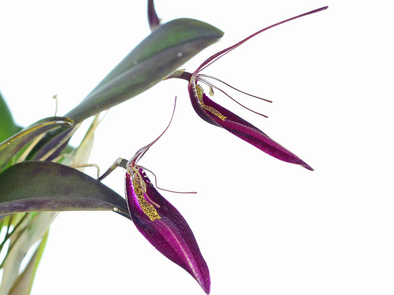 Restrepia Contorta #2