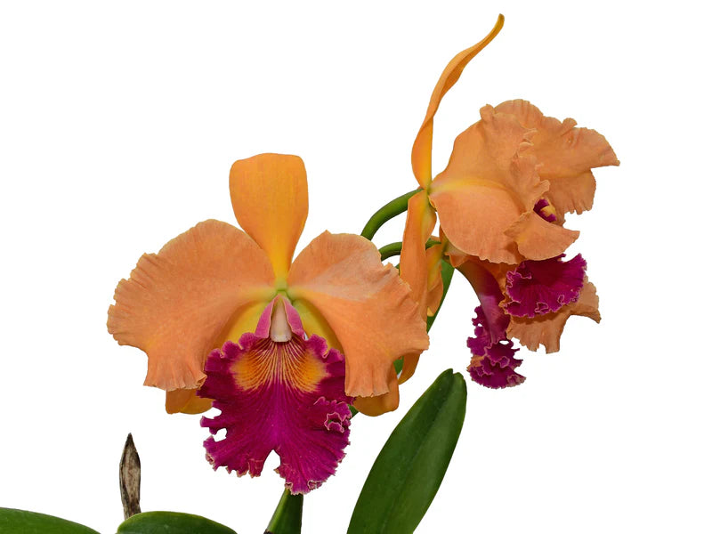 Rhynocholaeliocattleya Hybrid (Maria Angamarca)