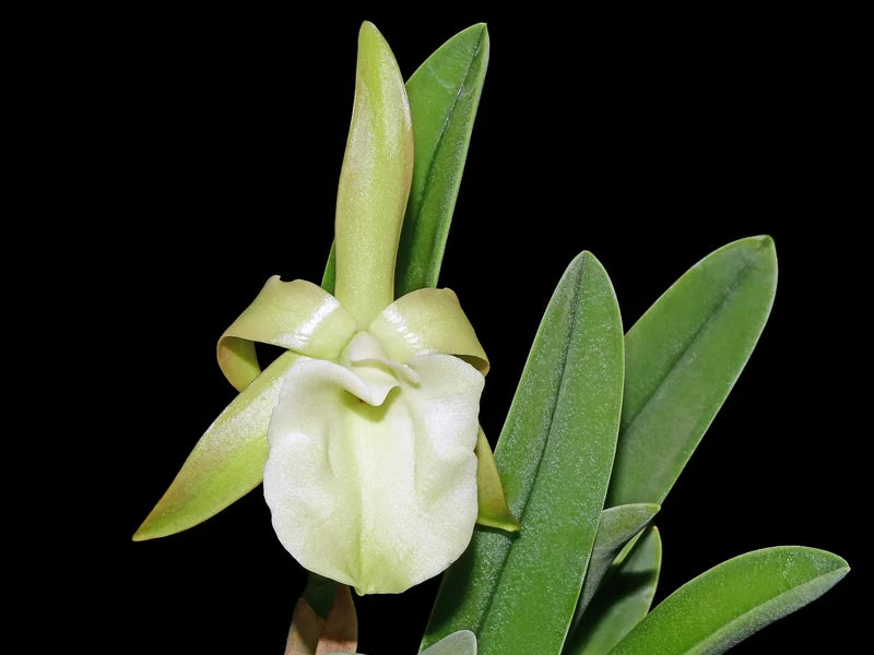 Rhynochlolaelia glauca