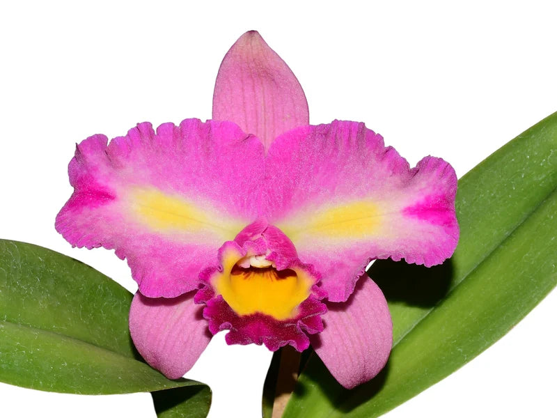 Rhynocholaeliocattleya Bomberos Cuenca