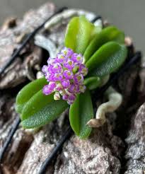Schoenorchis phitmanii MINIATURE orchid