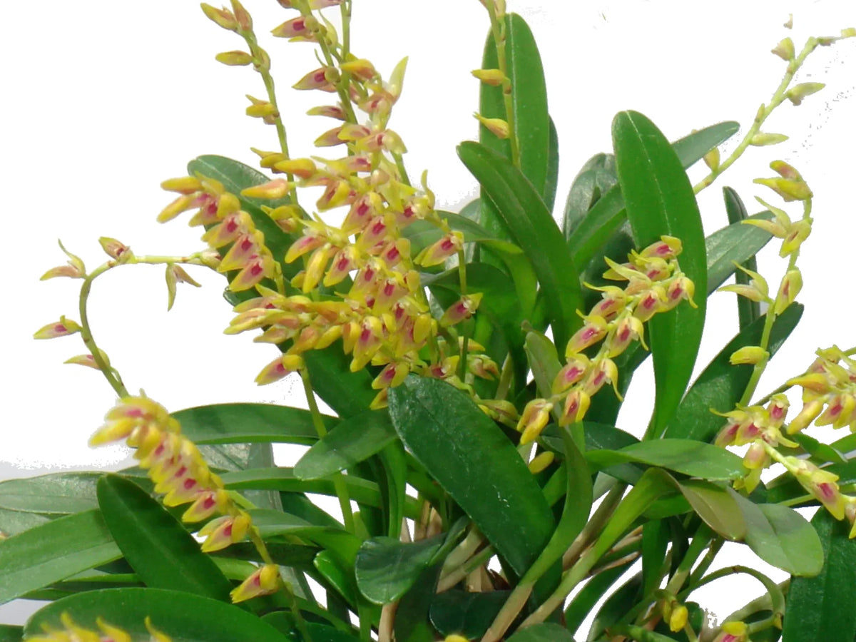 Specklinia costaricensis orchid