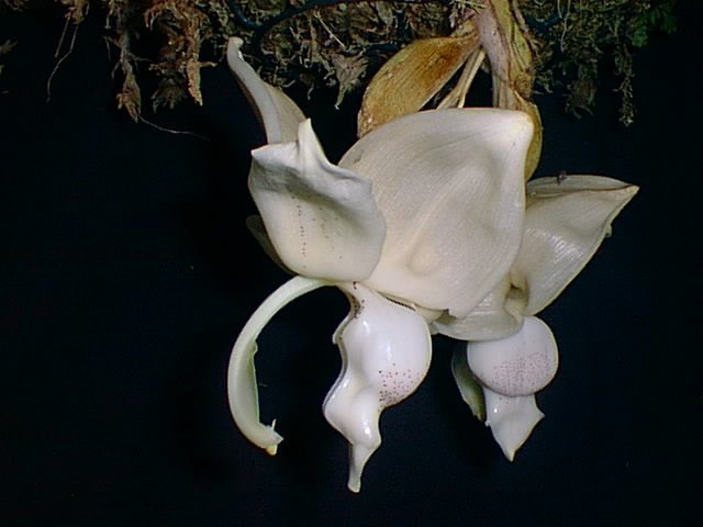 Stanhopea Reichenbaciana orchid