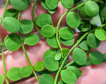 String of Nickels (Dischidia nummularia)