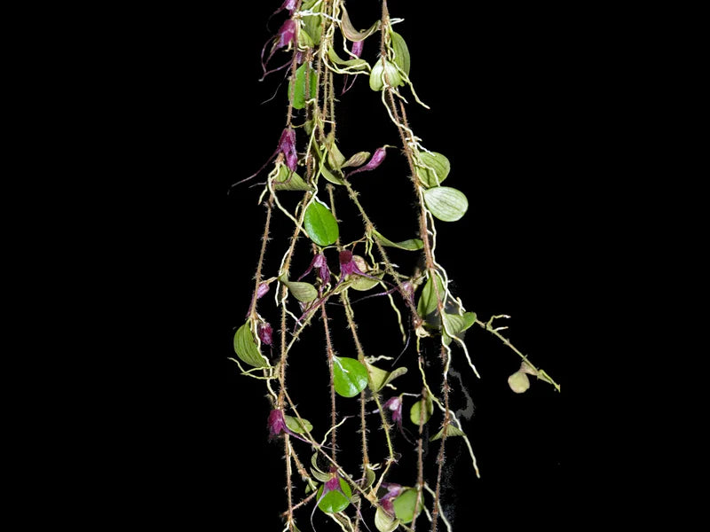 Trichosalpinx Chamaelepanthes