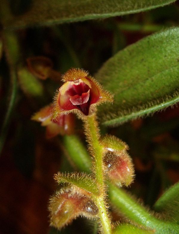 Trichotosia Vulpina fuzzy orchid
