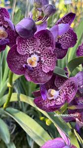 Vanda Pakchong Blue x Kulwadee Fragrance orchid