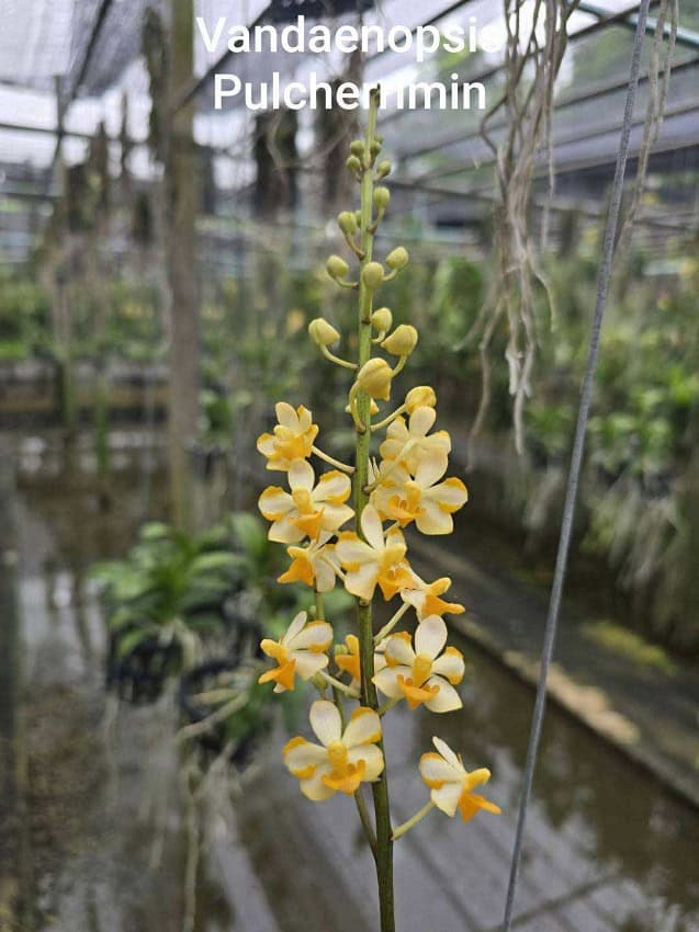 Vandaenopsis Pulcherrimin COMPACT orchid