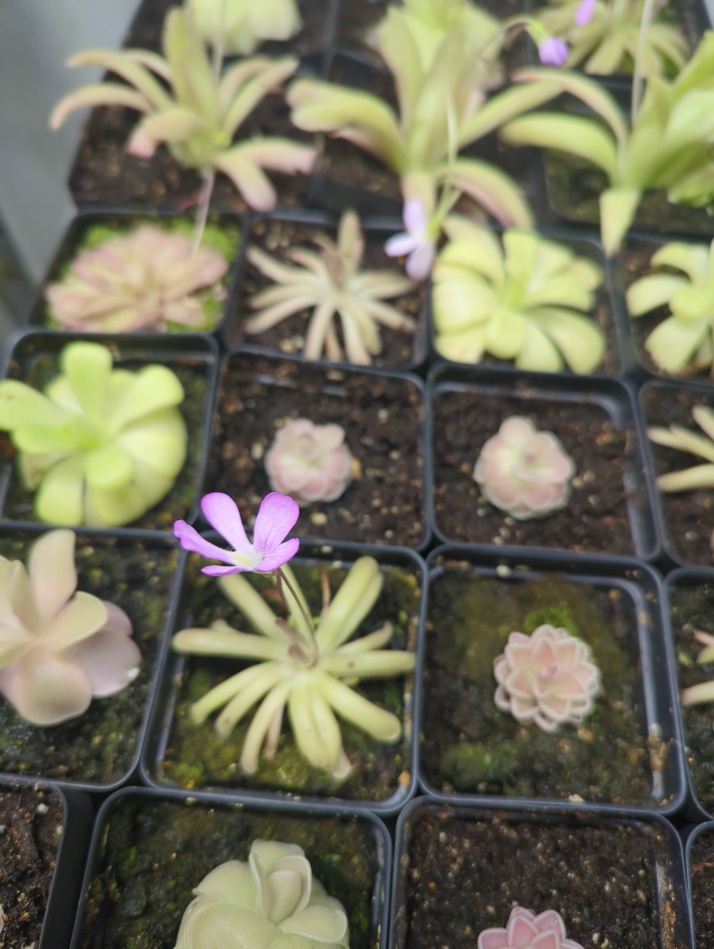 Butterwort